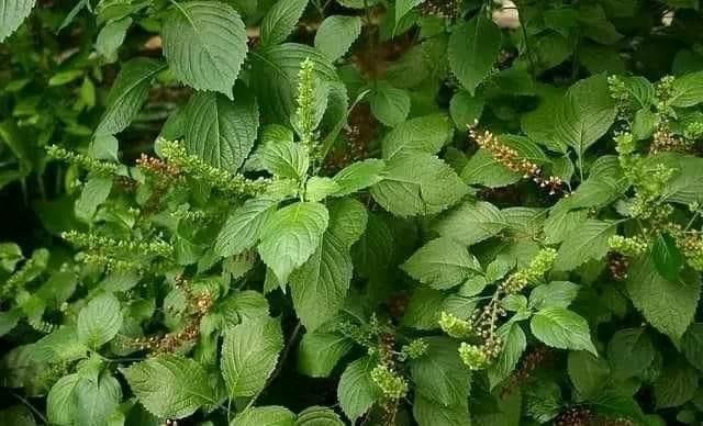 Nigerians use scent leaves to enhance their dishes, adding a unique flavor to soups, stews, and porridge while preserving traditional tastes.