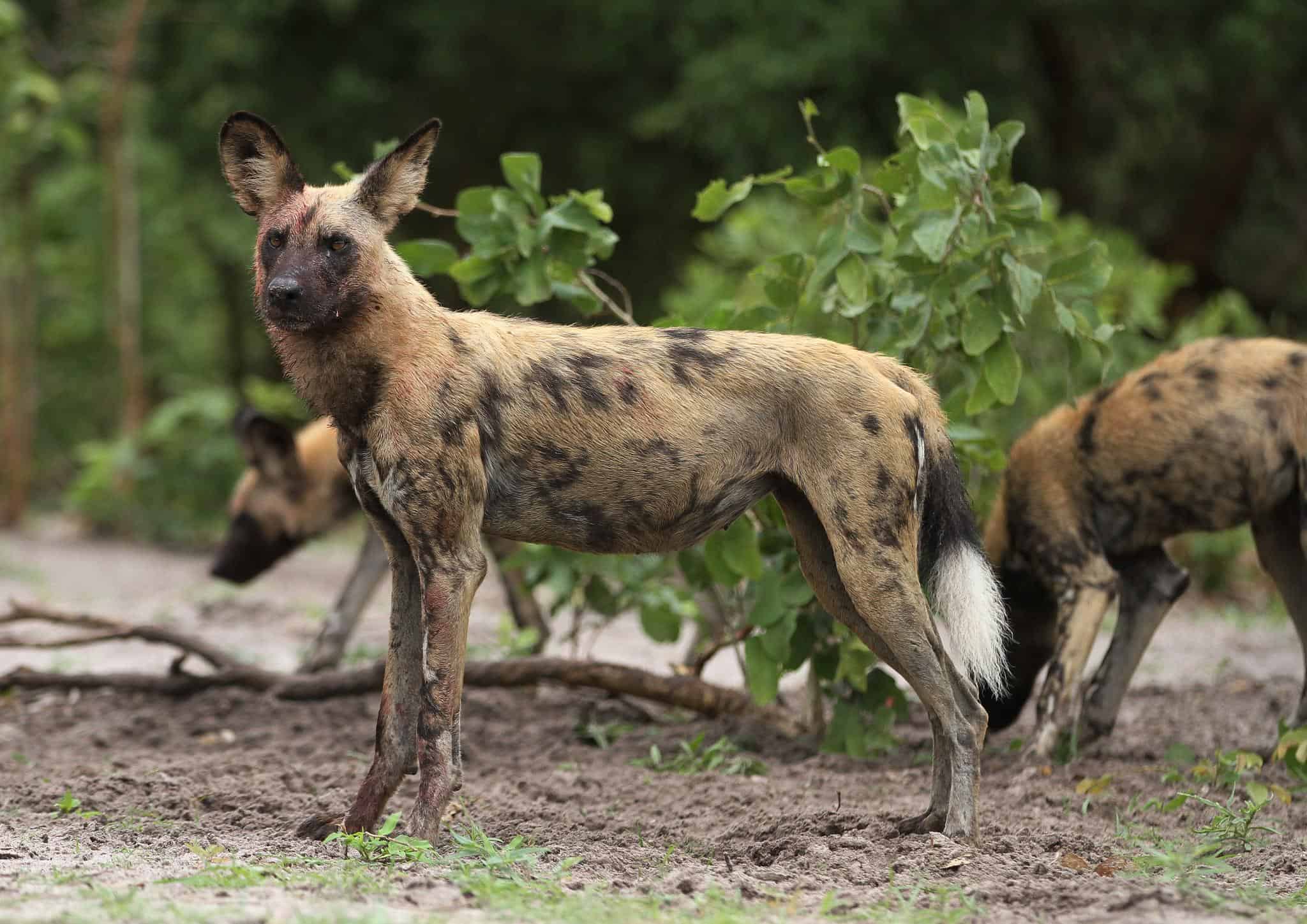 Discover Africa’s unique animal encounters beyond the Big Five, from wild dogs in Botswana to swimming with whale sharks in Mozambique.