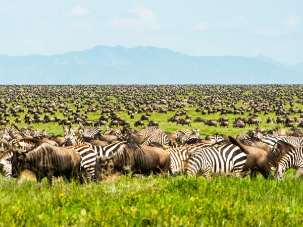 Witness Africa's Great Migration across Serengeti, Masai Mara, and Ngorongoro