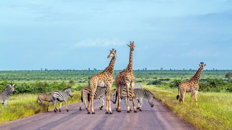 Discover Africa’s stunning national parks, offering incredible wildlife, scenic landscapes, and unforgettable safari adventures.