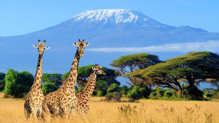 Best Time to Visit Africa: Weather, Wildlife, and Festivals