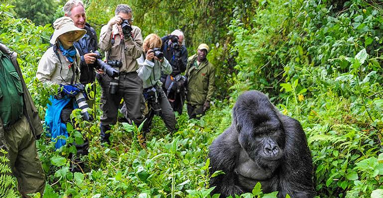 Gorilla Trekking in Uganda and Rwanda: A Life-Changing Wildlife Adventure