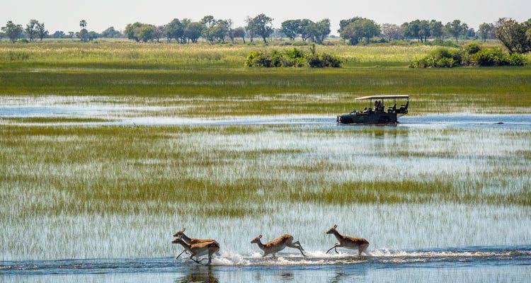 Discover the best wildlife safari destinations in Africa, from the Maasai Mara to the Okavango Delta, for unforgettable encounters with diverse wildlife and nature.