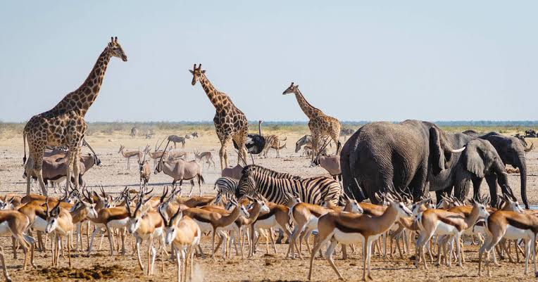 Discover the best wildlife safari destinations in Africa, from the Maasai Mara to the Okavango Delta, for unforgettable encounters with diverse wildlife and nature.