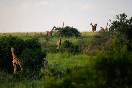 Discover the best wildlife safari destinations in Africa, from the Maasai Mara to the Okavango Delta, for unforgettable encounters with diverse wildlife and nature.