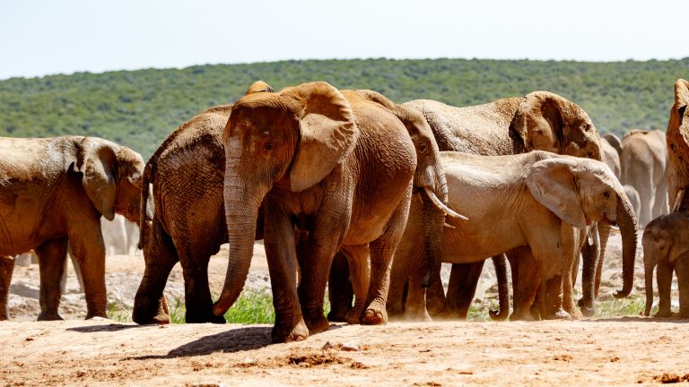 The Best Places to Spot Elephants in Africa