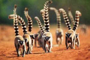 Why Madagascar is a Biodiversity Hotspot